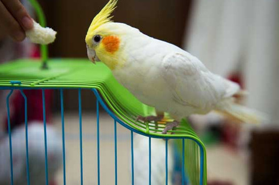 玄鳳鸚鵡幾個月會飛