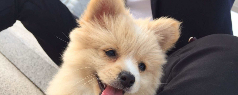 俊介是什么品種的狗