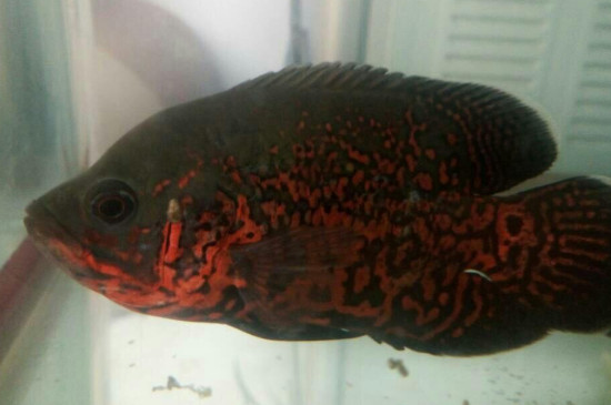地圖魚(yú)怎么分公母