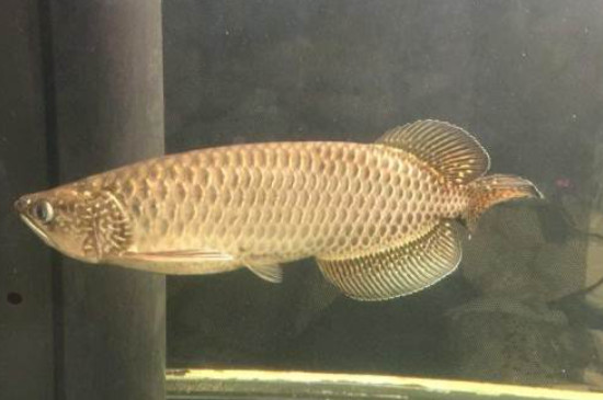 星點(diǎn)龍魚怎么養(yǎng)