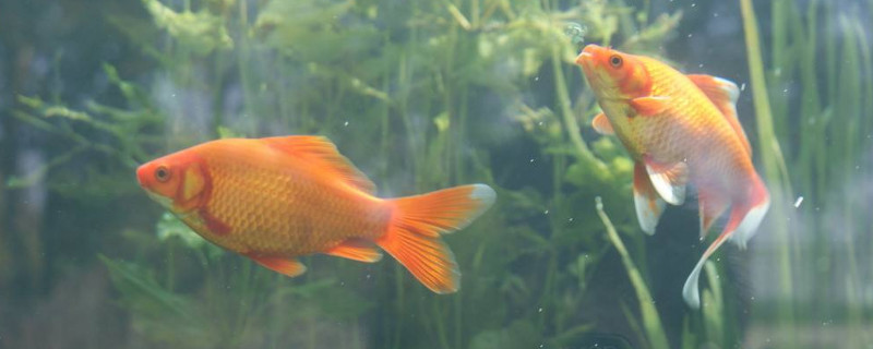 金魚的尾巴像什么