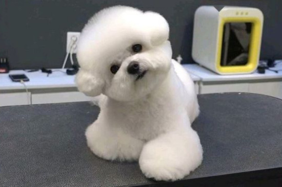 卷毛比熊犬有幾種顏色，比熊都有什么毛色