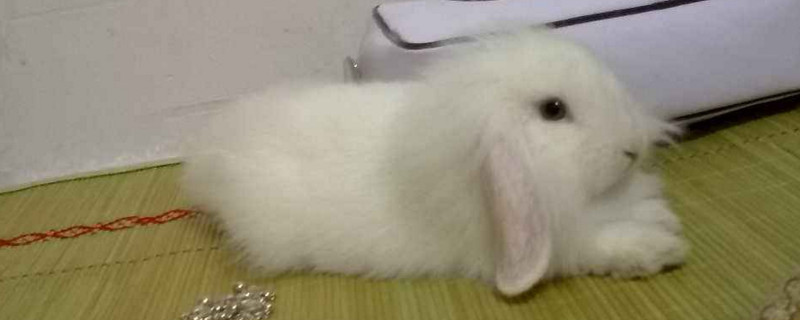 垂耳兔粘人嗎