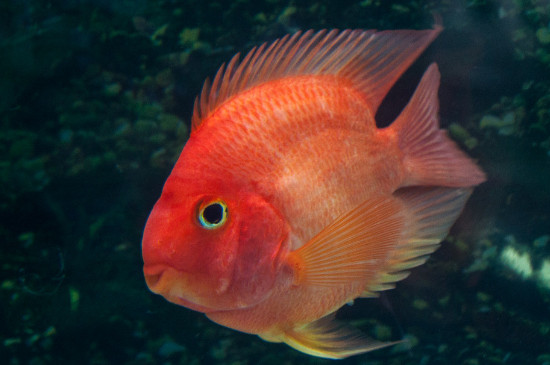 鸚鵡魚怎么養(yǎng)