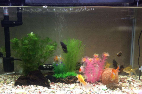 怎么養(yǎng)金魚的技巧