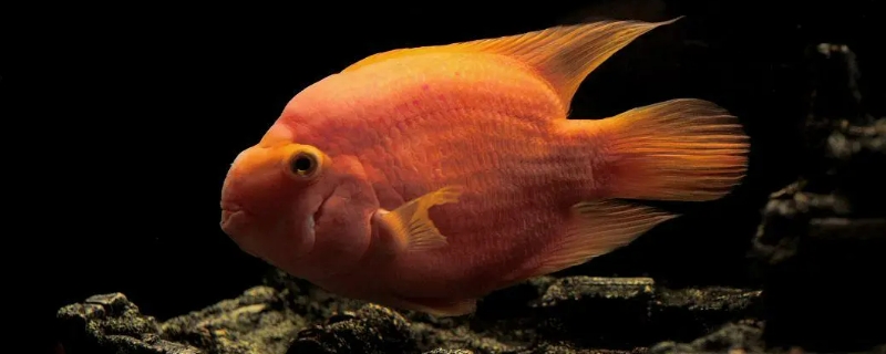 鸚鵡魚一天喂幾次怎么養(yǎng)最紅