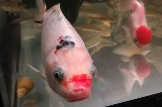 錦鯉魚趴缸治療方法