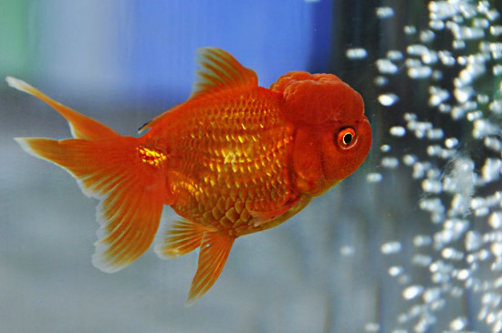 金魚(yú)是怎么培育出來(lái)的