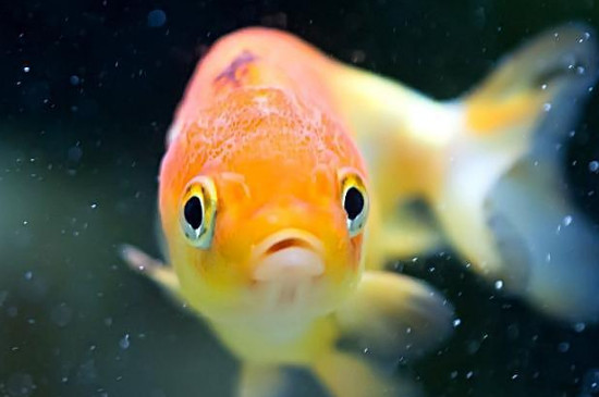 養(yǎng)金魚的方法和技巧