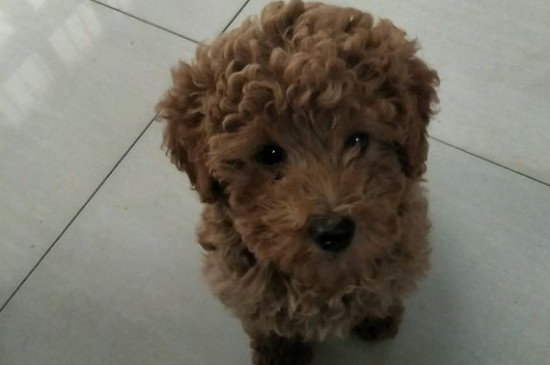 泰迪犬怎樣訓(xùn)練