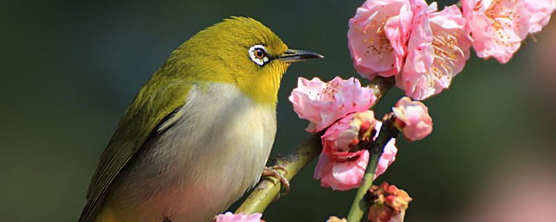 繡眼鳥12月份突然換毛正常嗎