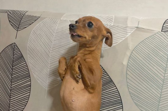 小鹿犬的缺點(diǎn)
