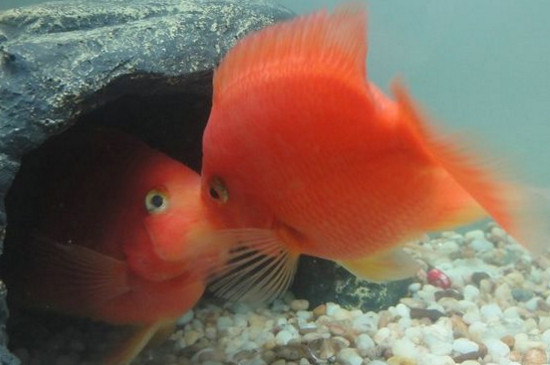 鸚鵡魚打架掉鱗怎么辦