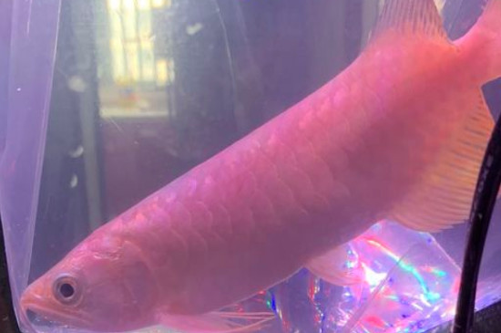 龍魚蒙眼一般幾天能好