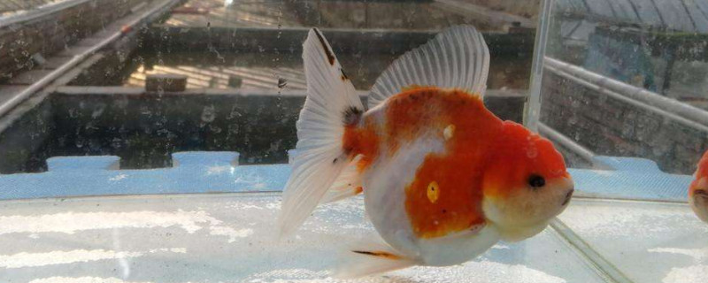 泰獅金魚的飼養(yǎng)方法