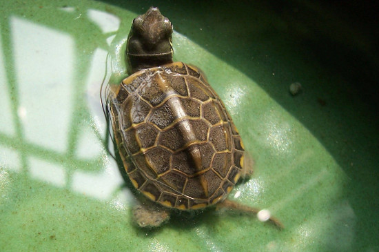 中華草龜認識主人嗎
