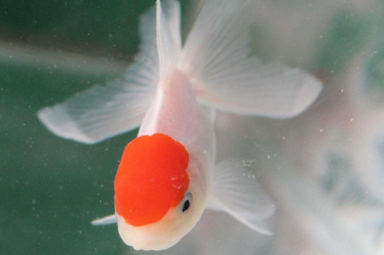 鶴頂紅金魚肚子大怎么回事