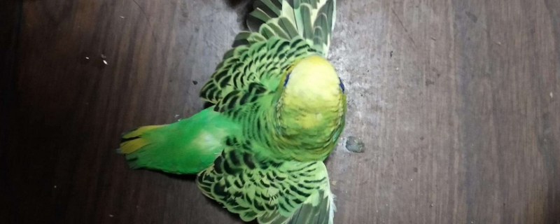虎皮鸚鵡怎么剪羽