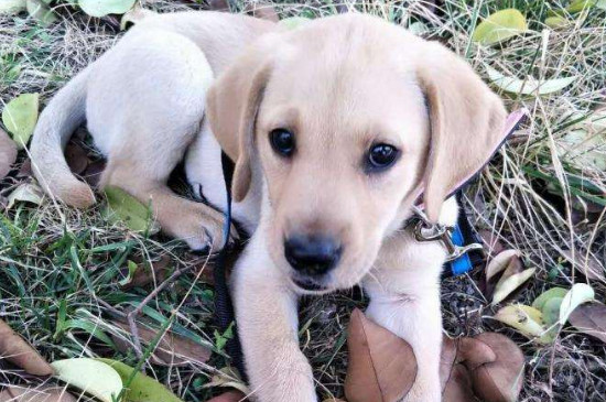 拉布拉多幼犬越打越兇