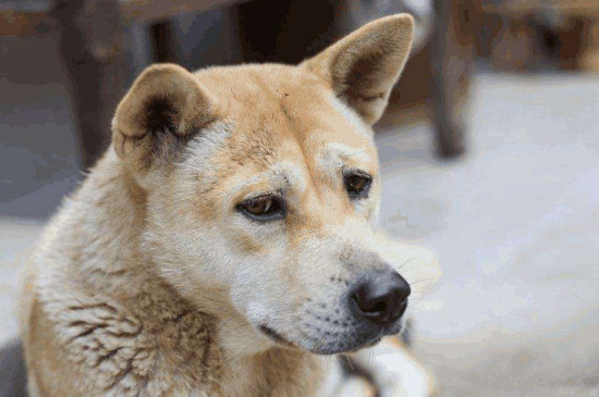 怎么訓(xùn)土狗