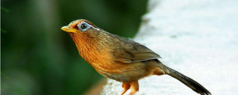 治疔畫眉鳥仰頂?shù)慕^招