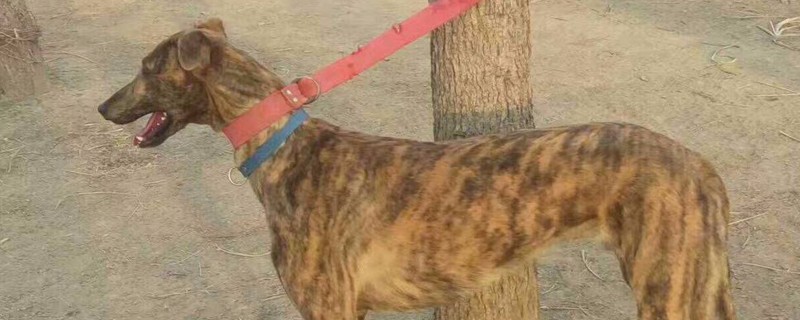 格力犬怎么訓練