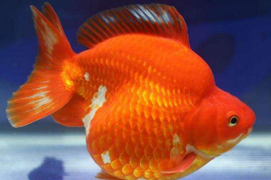 金魚尾巴斷了會(huì)再長(zhǎng)嗎