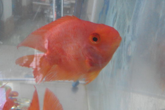 鸚鵡魚變白怎么回事