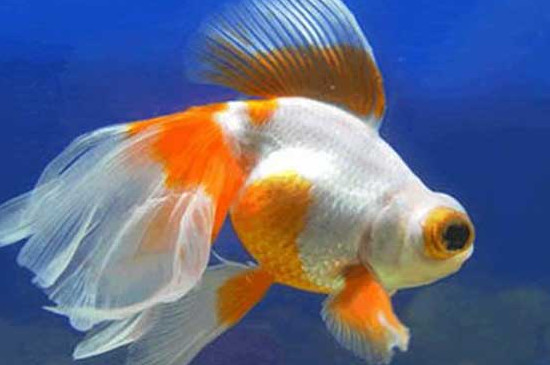 母金魚和公金魚怎么分
