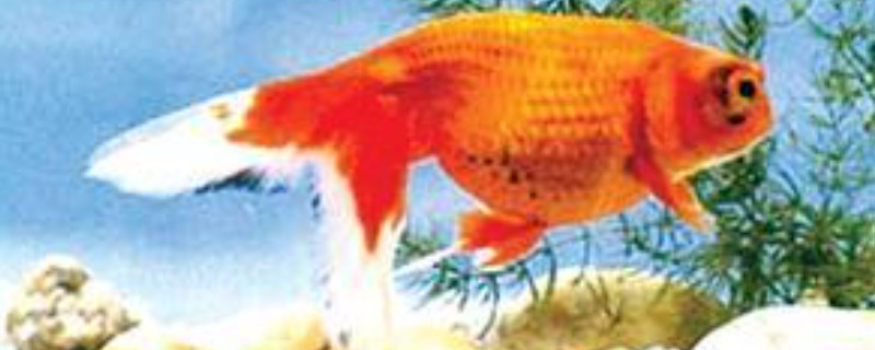 金魚為什么總拱別的魚