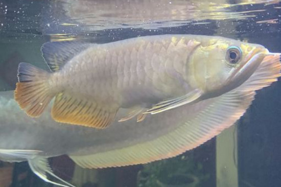 龍魚蒙眼一般幾天能好