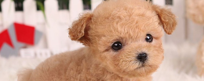 純種茶杯泰迪犬多少錢一只，真泰迪茶杯狗價(jià)格在8000元以上