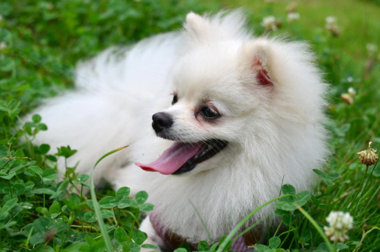 哈多利系博美犬多少錢一只，純種哈系博美什么價位