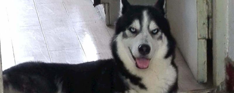 二哈是什么狗