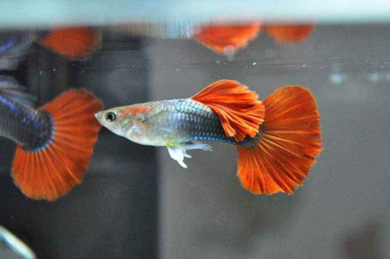 孔雀魚吃蛋白蟲嗎