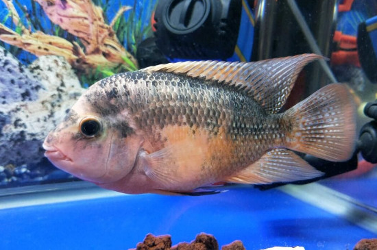 凈化魚缸水質(zhì)的方法，怎樣才能凈化魚缸中的水質(zhì)