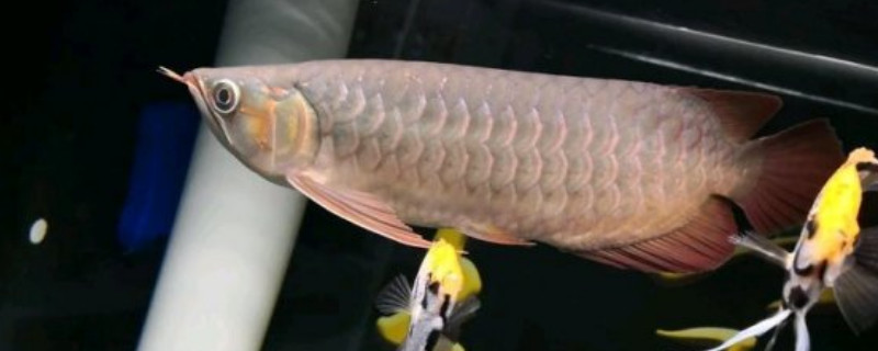 龍魚(yú)水質(zhì)ph多少合適