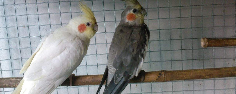 玄鳳鸚鵡哪個(gè)品種不禿頭