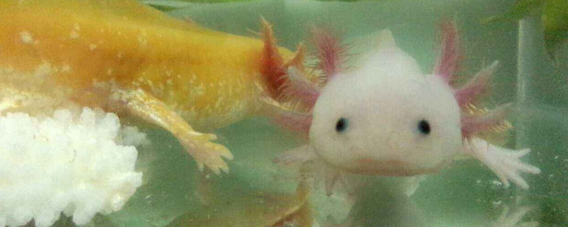 六角龍魚身上爛了怎么治療