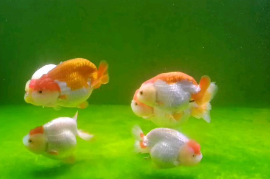 蘭壽魚溫度多少合適