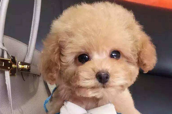 養(yǎng)泰迪犬對(duì)人的危害