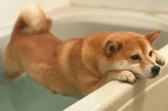 柴犬走丟會認(rèn)新主人嗎