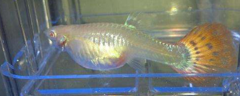 孔雀魚肛門突出多久生