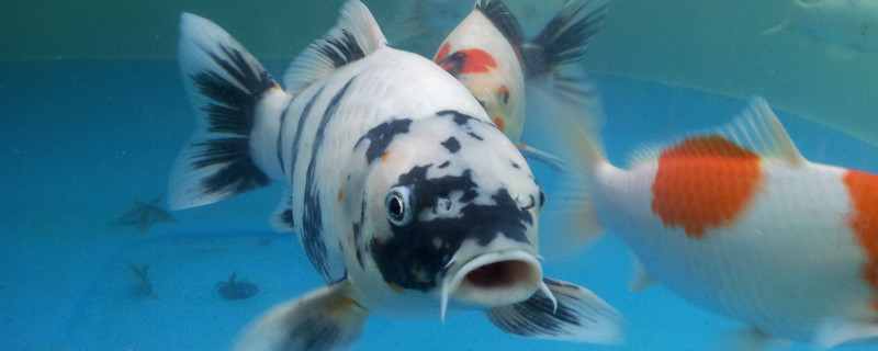 錦鯉魚身上有白色絮狀物