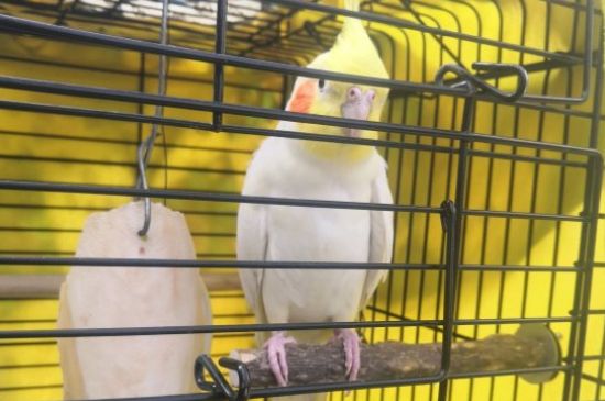 玄鳳鸚鵡花叫是什么意思