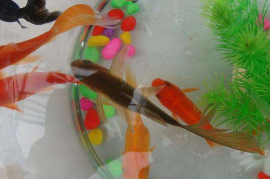 新買的小金魚吃什么