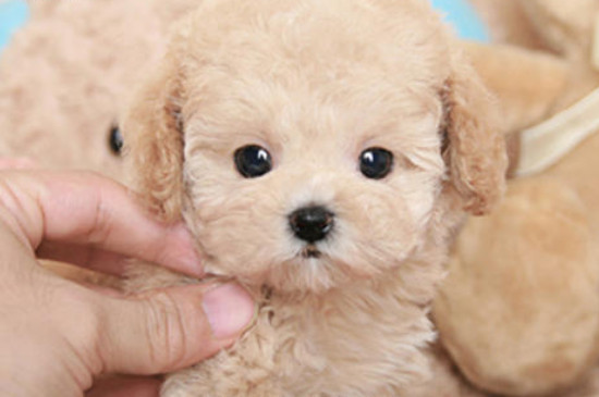 茶杯貴賓犬多少錢一只，迷你狗貴賓大概的價(jià)格