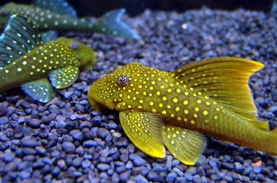 清道夫是什么魚(yú)