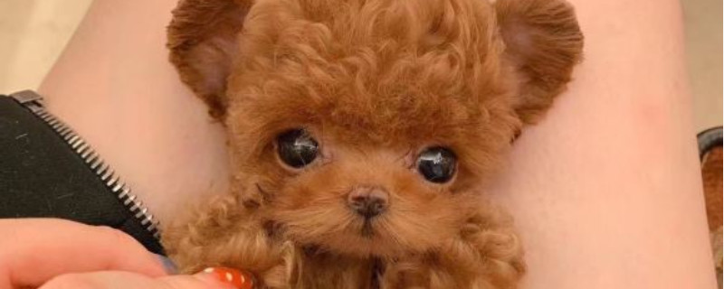 純種茶杯犬多少錢(qián)一只，茶杯犬最低價(jià)格大概多少