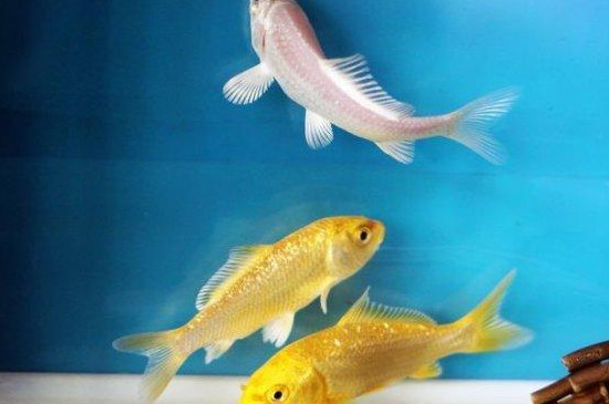 龍鳳錦鯉和錦鯉的區(qū)別